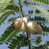 CooPany® Agasthi - Agathi Keerai - Bokful Seeds - 60 Seeds
