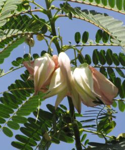 CooPany® Agasthi - Agathi Keerai - Bokful Seeds - 30 Seeds