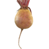 CooPany® Beetroot | Chukandar Seeds - 200 Seeds - Image 2