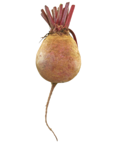 Alternative view of CooPany® Beetroot | Chukandar Seeds - 200 Seeds