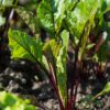 CooPany® Beetroot | Chukandar Seeds - 200 Seeds - Image 3
