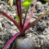 CooPany® Beetroot | Chukandar Seeds - 200 Seeds - Image 5