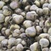 CooPany® Beetroot | Chukandar Seeds - 500 Seeds