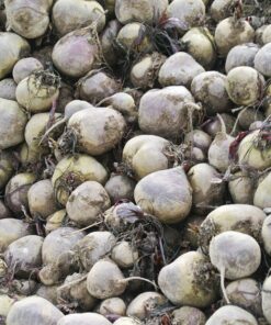 CooPany® Beetroot | Chukandar Seeds - 200 Seeds